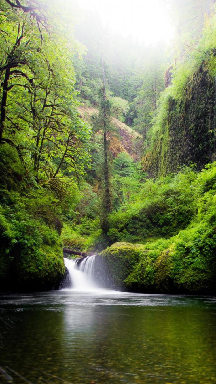 L'eau Tombe au Milieu Des Arbres Verts. Wallpaper in 750x1334 Resolution