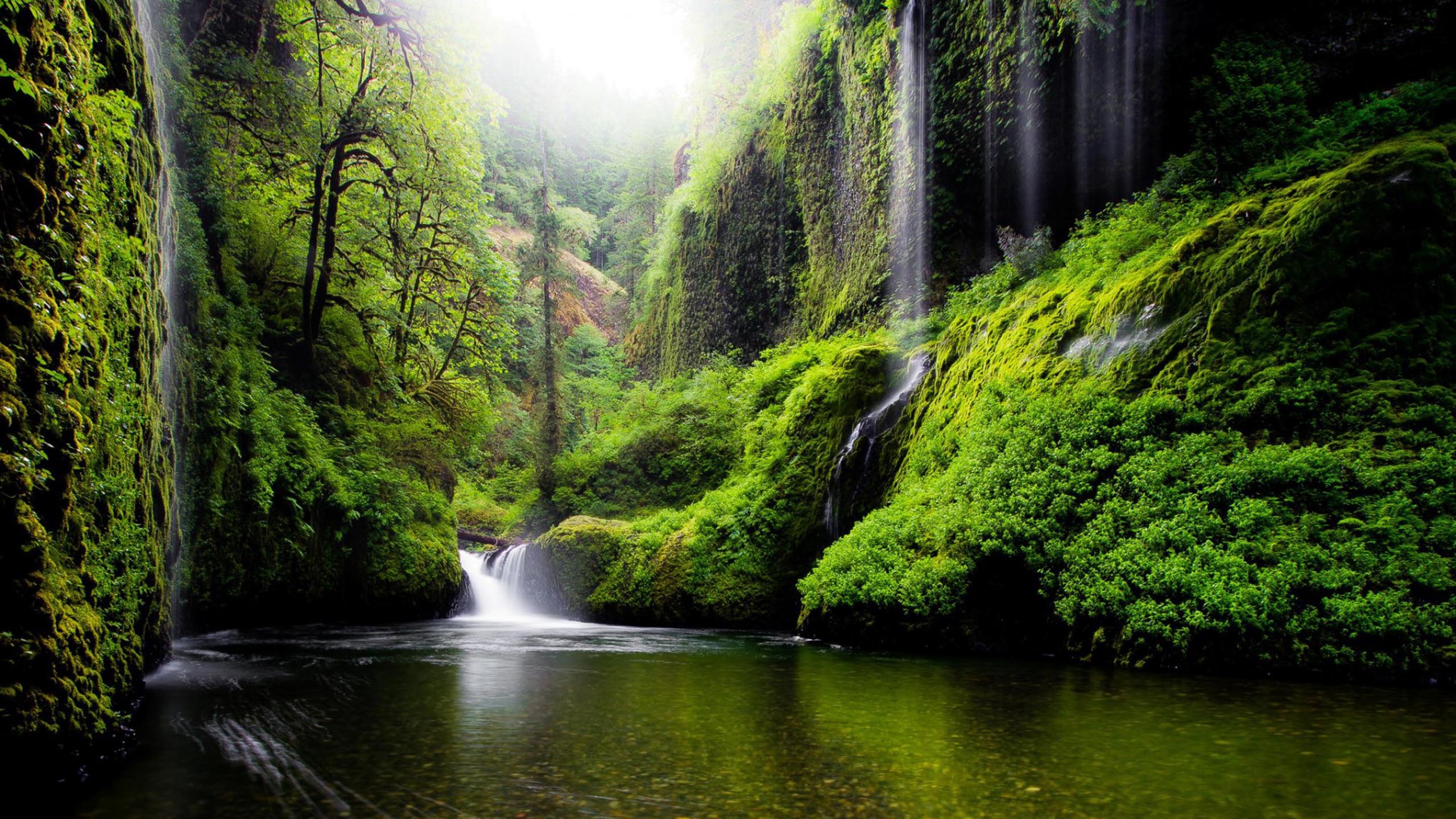 Water Falls in The Middle of Green Trees. Wallpaper in 2560x1440 Resolution