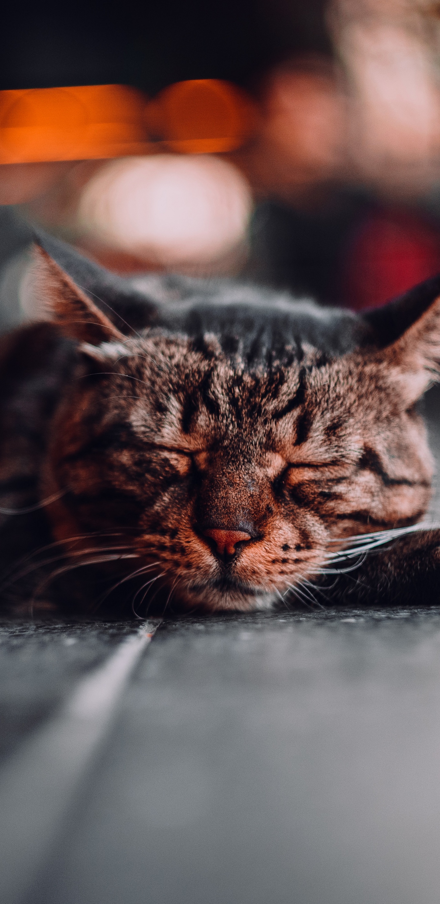 Backenbart, Katze, Tabby-Katze, Wissenschaft, Felidae. Wallpaper in 1440x2960 Resolution