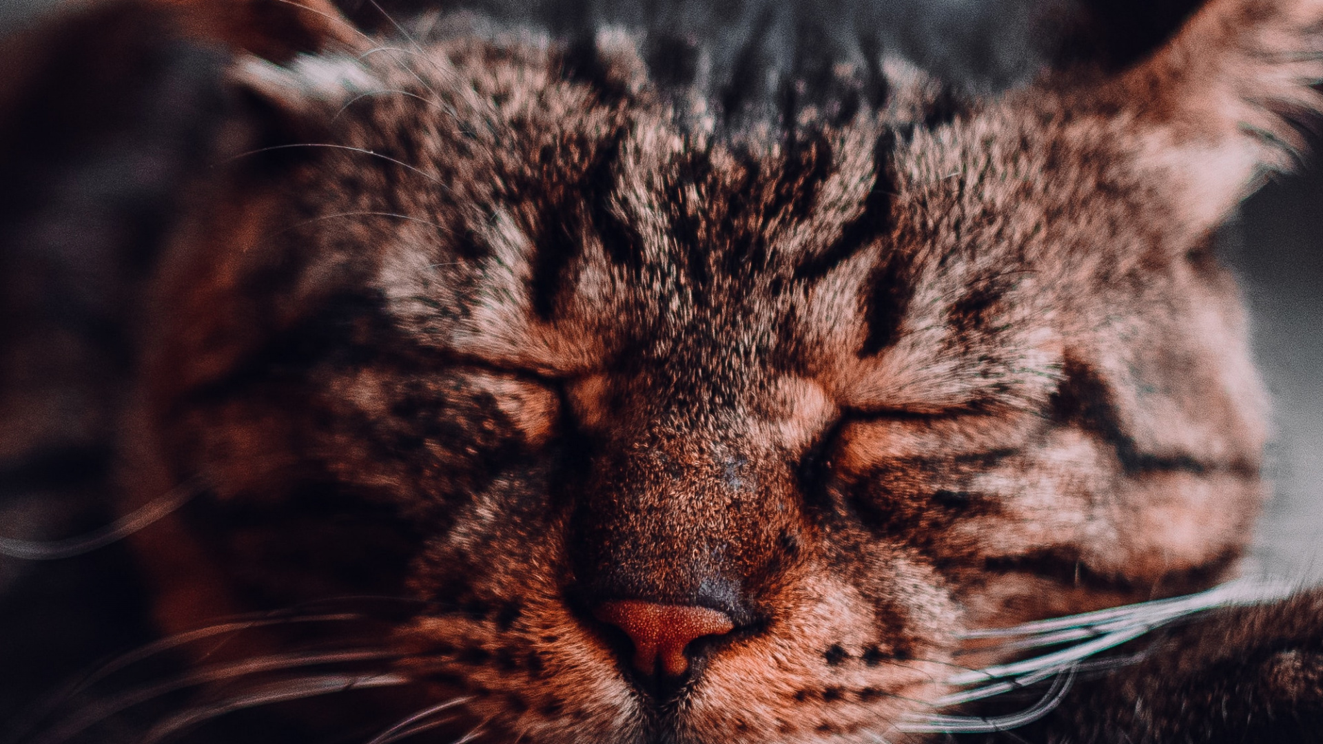 Backenbart, Katze, Tabby-Katze, Wissenschaft, Felidae. Wallpaper in 1920x1080 Resolution