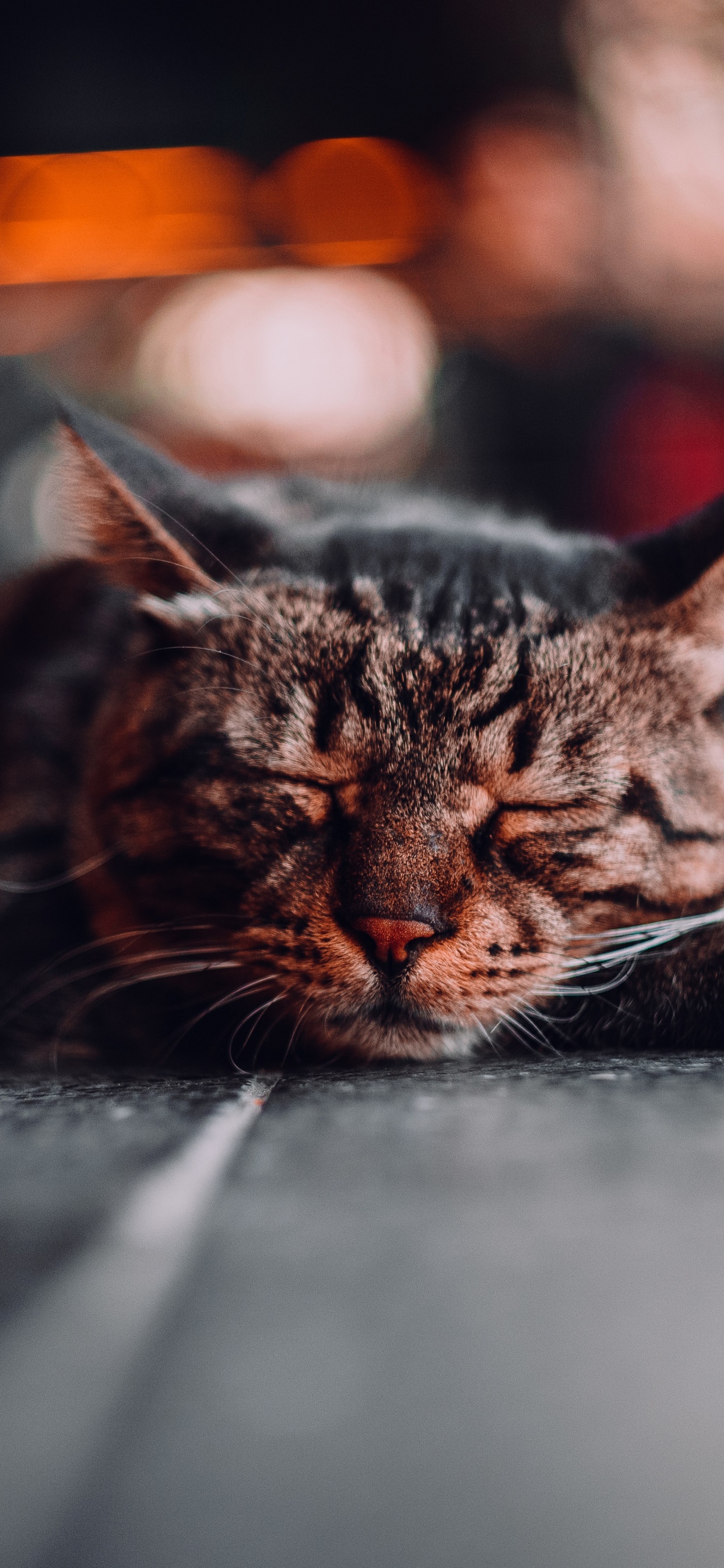 胡须, 大花猫, 科学, 猫科, 中小型猫 壁纸 1242x2688 允许