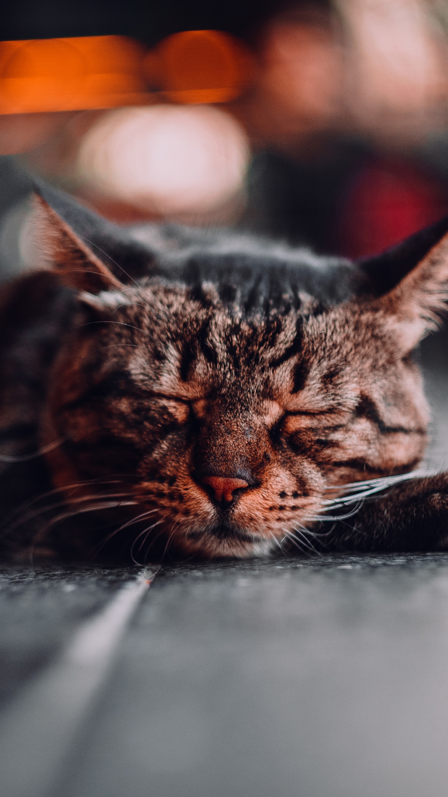 胡须, 大花猫, 科学, 猫科, 中小型猫 壁纸 1440x2560 允许