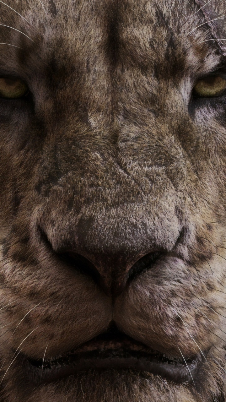 Brauner Löwe in Nahaufnahme. Wallpaper in 720x1280 Resolution