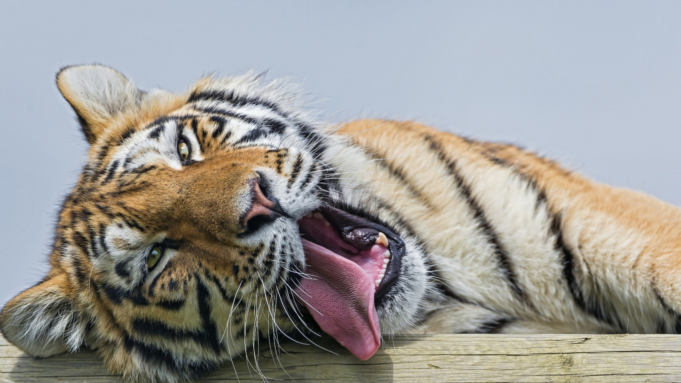 Tigre, Gato, Tigre Blanco, Leopard, Big Cat. Wallpaper in 1366x768 Resolution