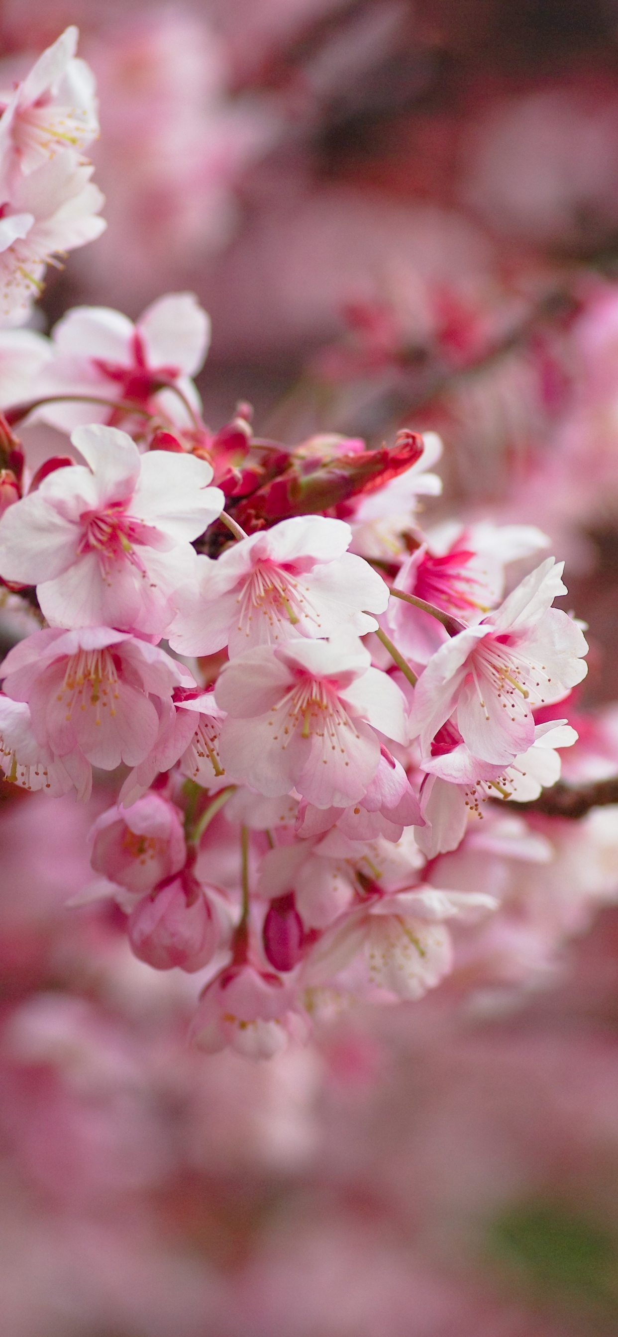 Fleurs Roses et Blanches Dans L'objectif à Basculement. Wallpaper in 1242x2688 Resolution