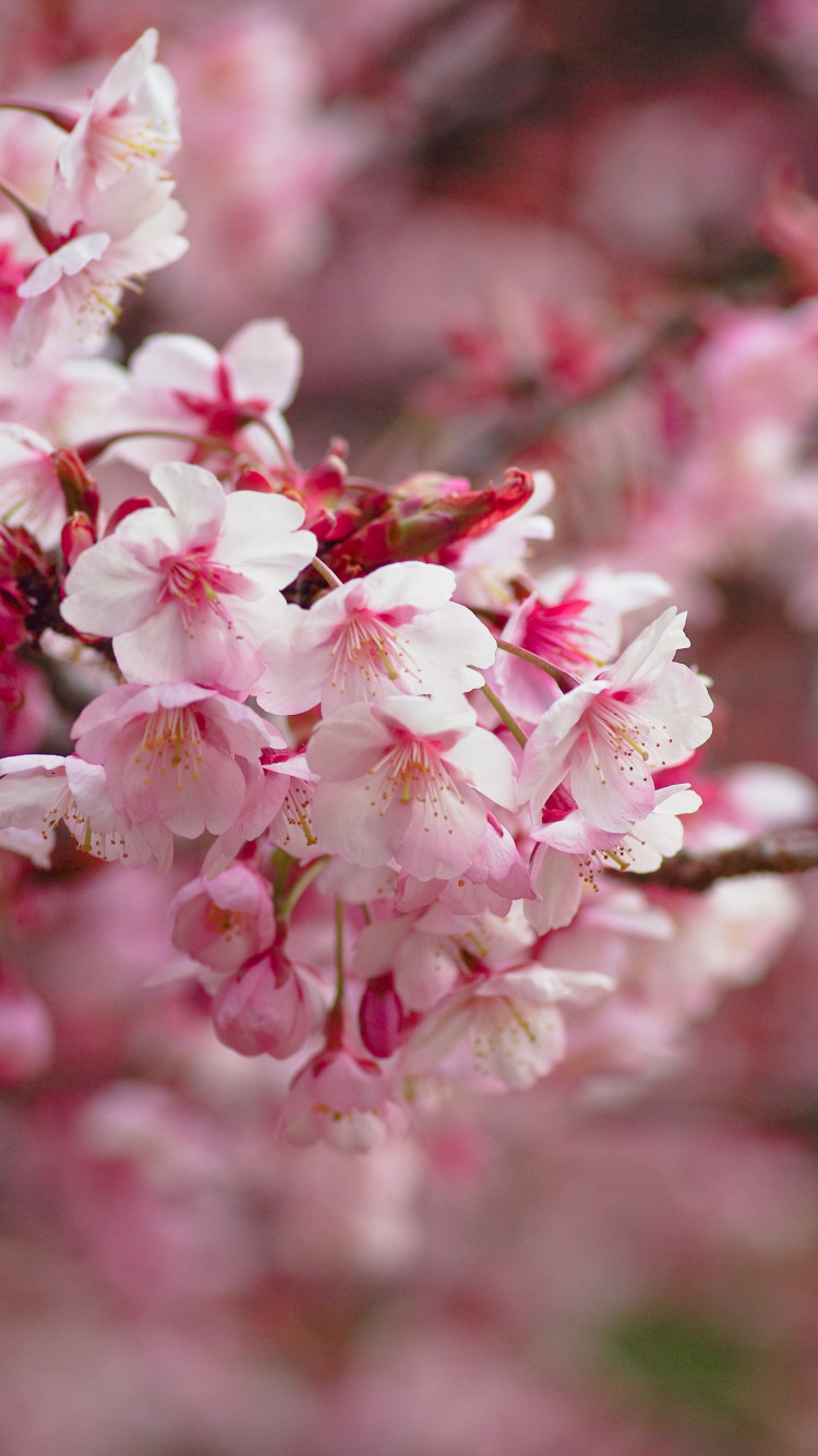 Fleurs Roses et Blanches Dans L'objectif à Basculement. Wallpaper in 750x1334 Resolution