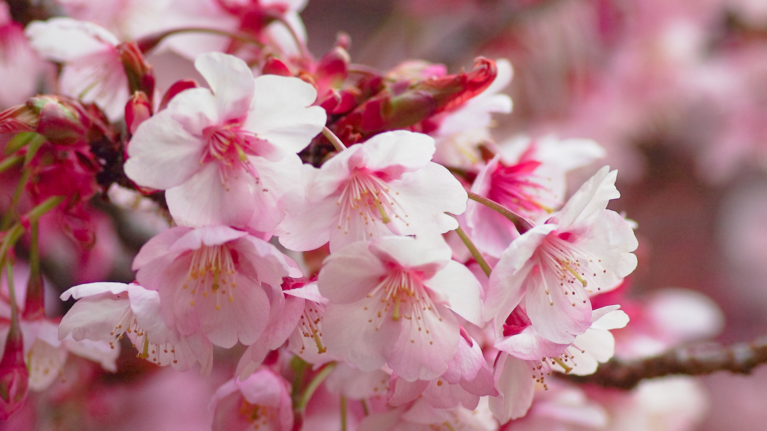 开花, 樱花, 弹簧, 粉红色, 显花植物 壁纸 2560x1440 允许