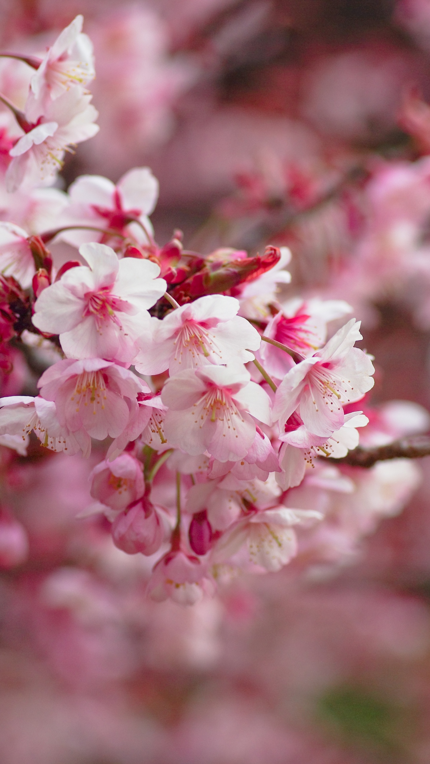 Rosa Und Weiße Blumen in Tilt-Shift-Linse. Wallpaper in 1440x2560 Resolution