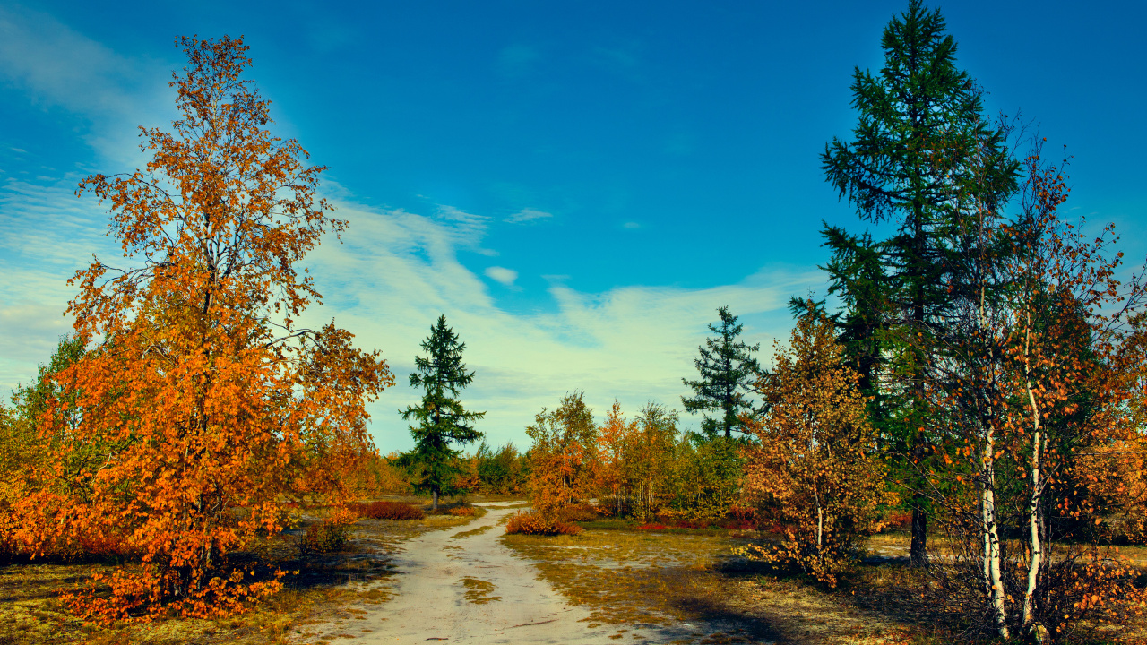 Tagsüber Grüne Und Braune Bäume Unter Blauem Himmel. Wallpaper in 1280x720 Resolution
