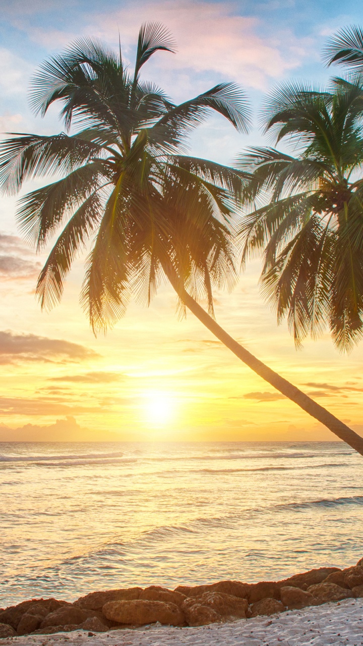 Palmier Près du Plan D'eau Pendant le Coucher du Soleil. Wallpaper in 720x1280 Resolution