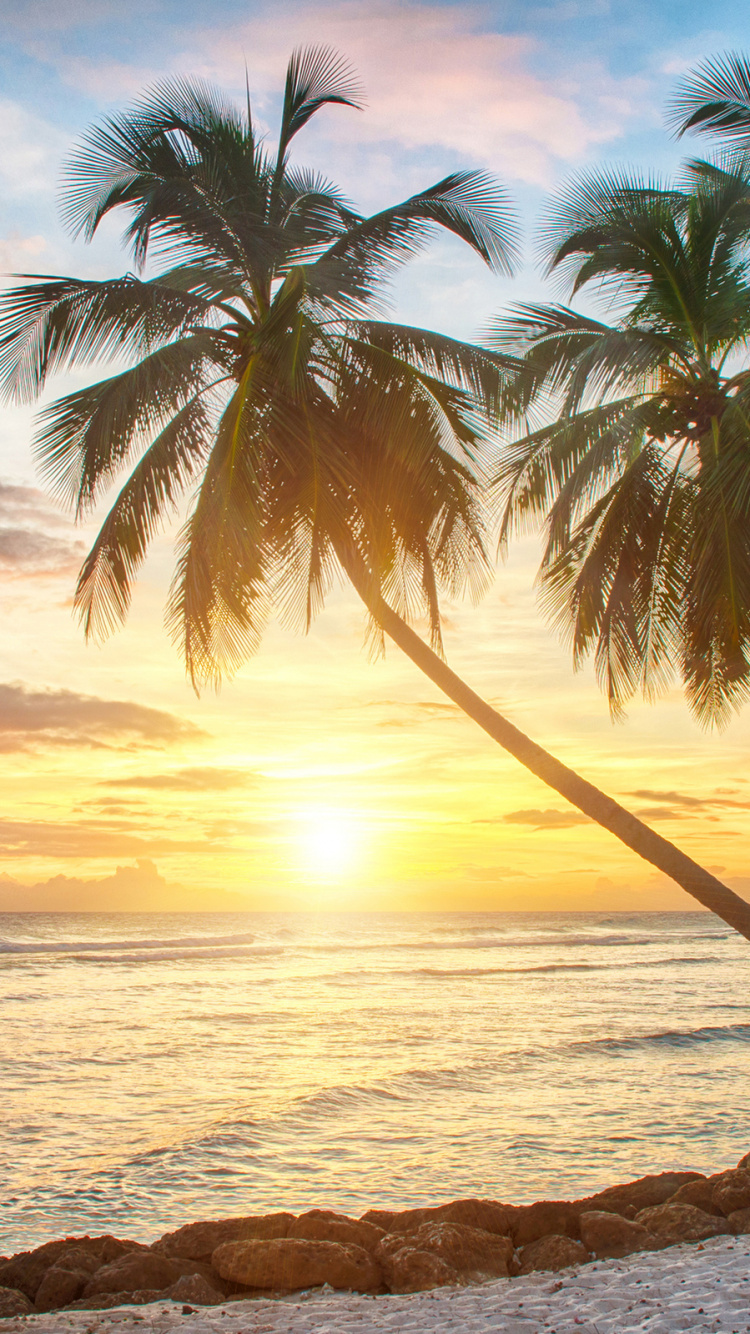 Palm Tree Near Body of Water During Sunset. Wallpaper in 750x1334 Resolution