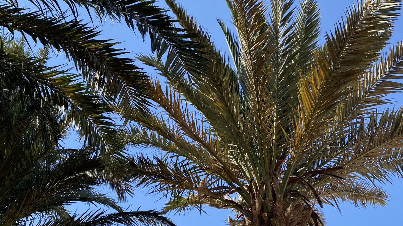 巴西棕榈, 枣椰树, 植被, 夏天, 木本植物 壁纸 1280x720 允许
