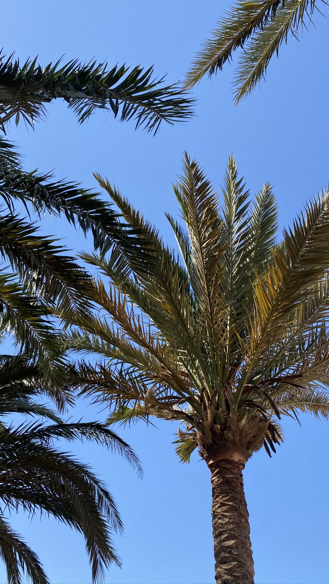 Babassu, Date Palm, Vegetation, Blue, Daytime. Wallpaper in 1080x1920 Resolution