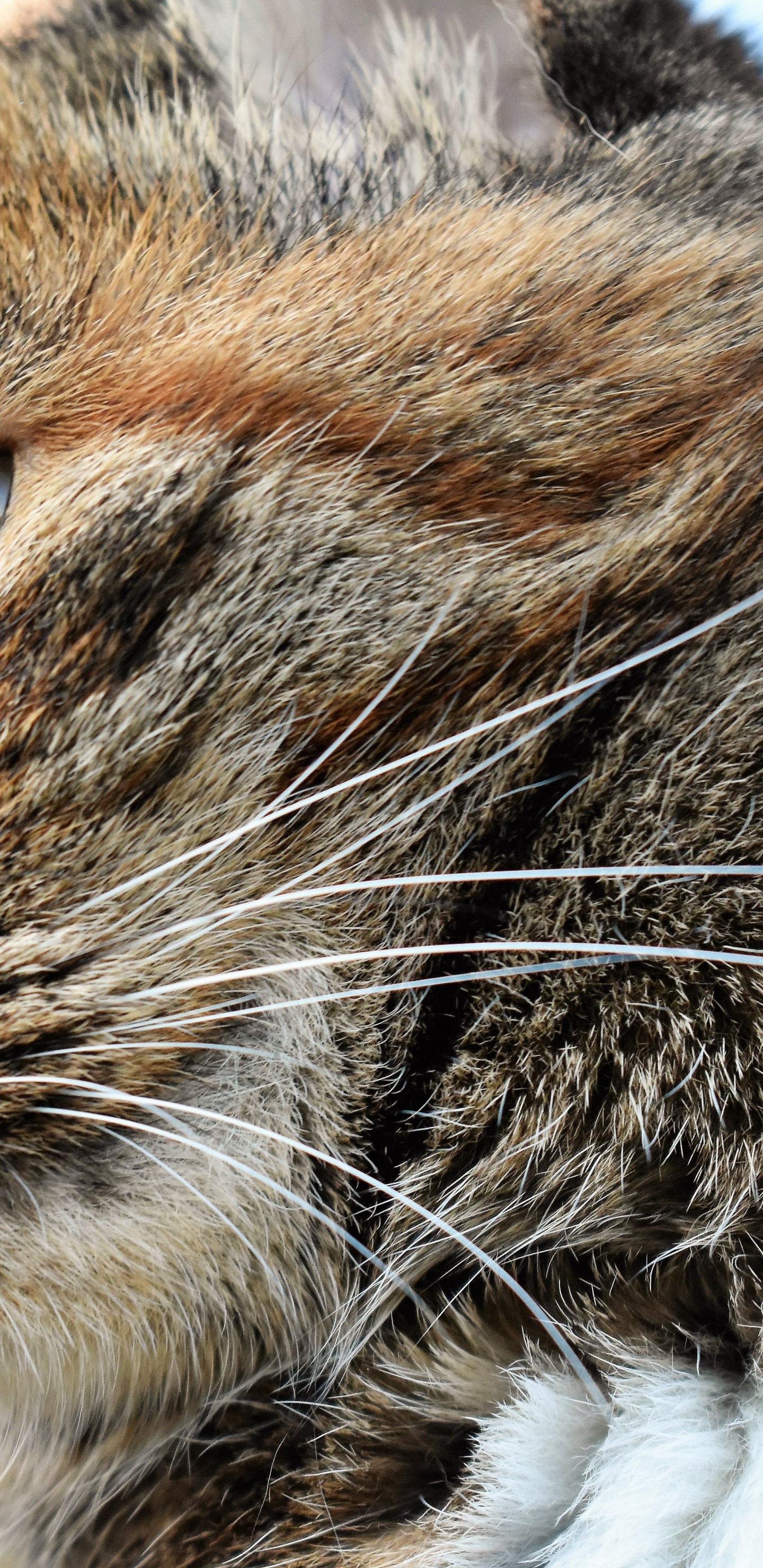 Braun Getigerte Katze in Tilt-Shift-Linse. Wallpaper in 1440x2960 Resolution