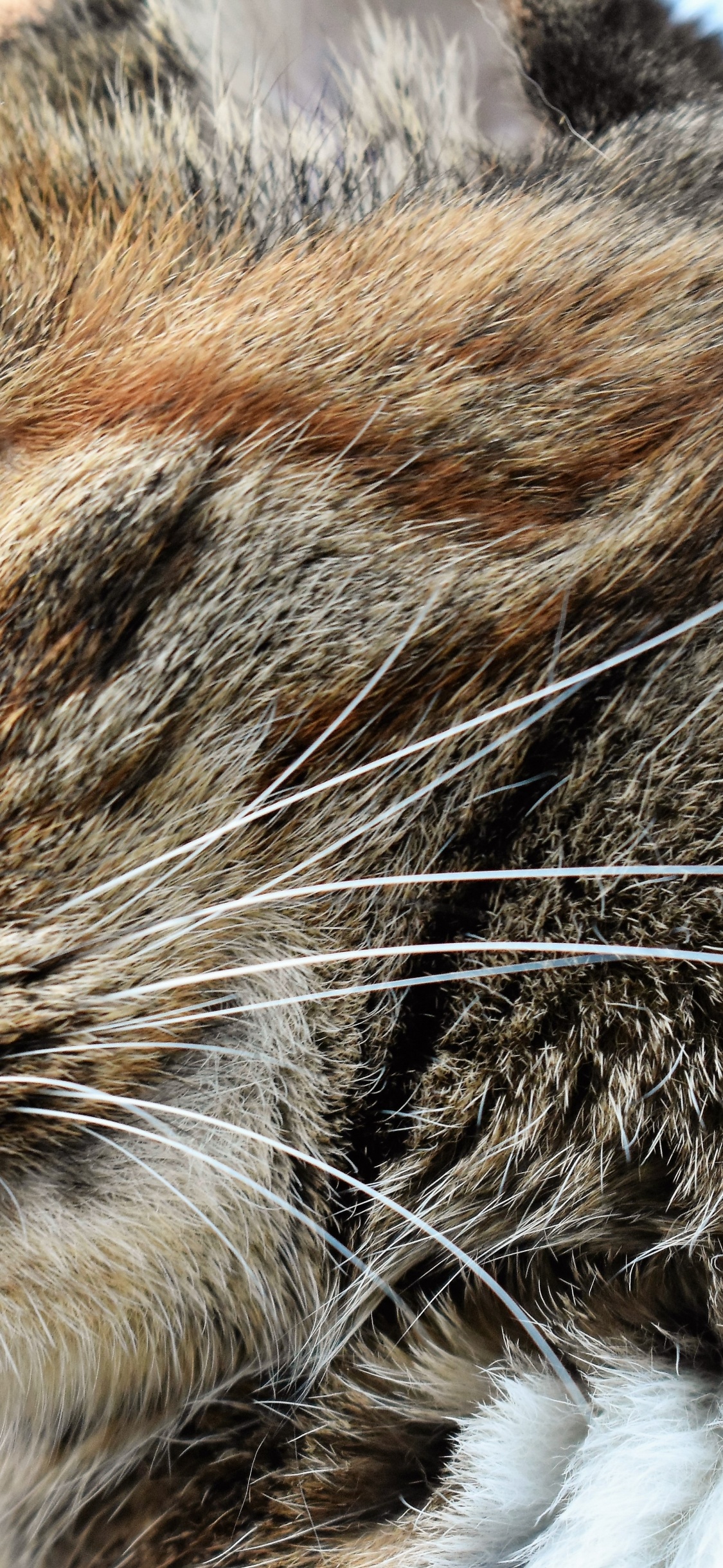 Brown Tabby Cat in Tilt Shift Lens. Wallpaper in 1125x2436 Resolution