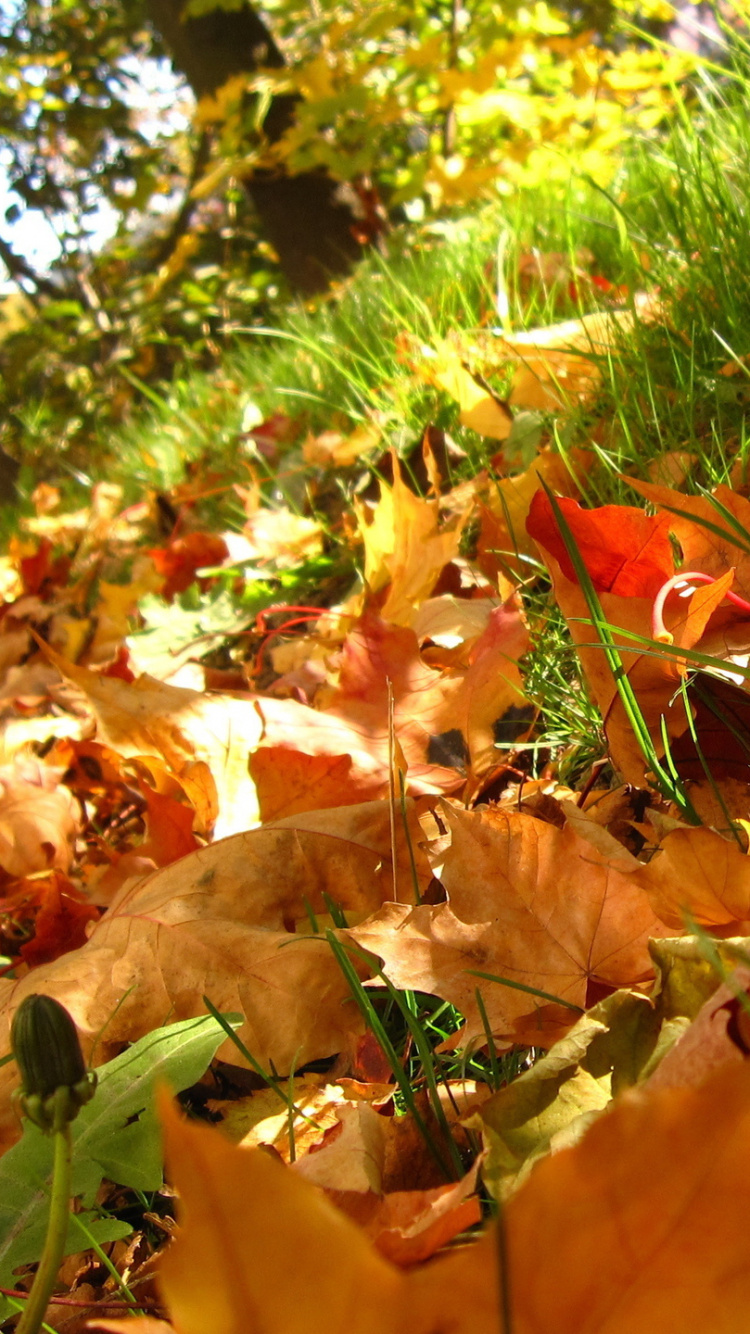 Feuilles Séchées Brunes Sur L'herbe Verte Pendant la Journée. Wallpaper in 750x1334 Resolution