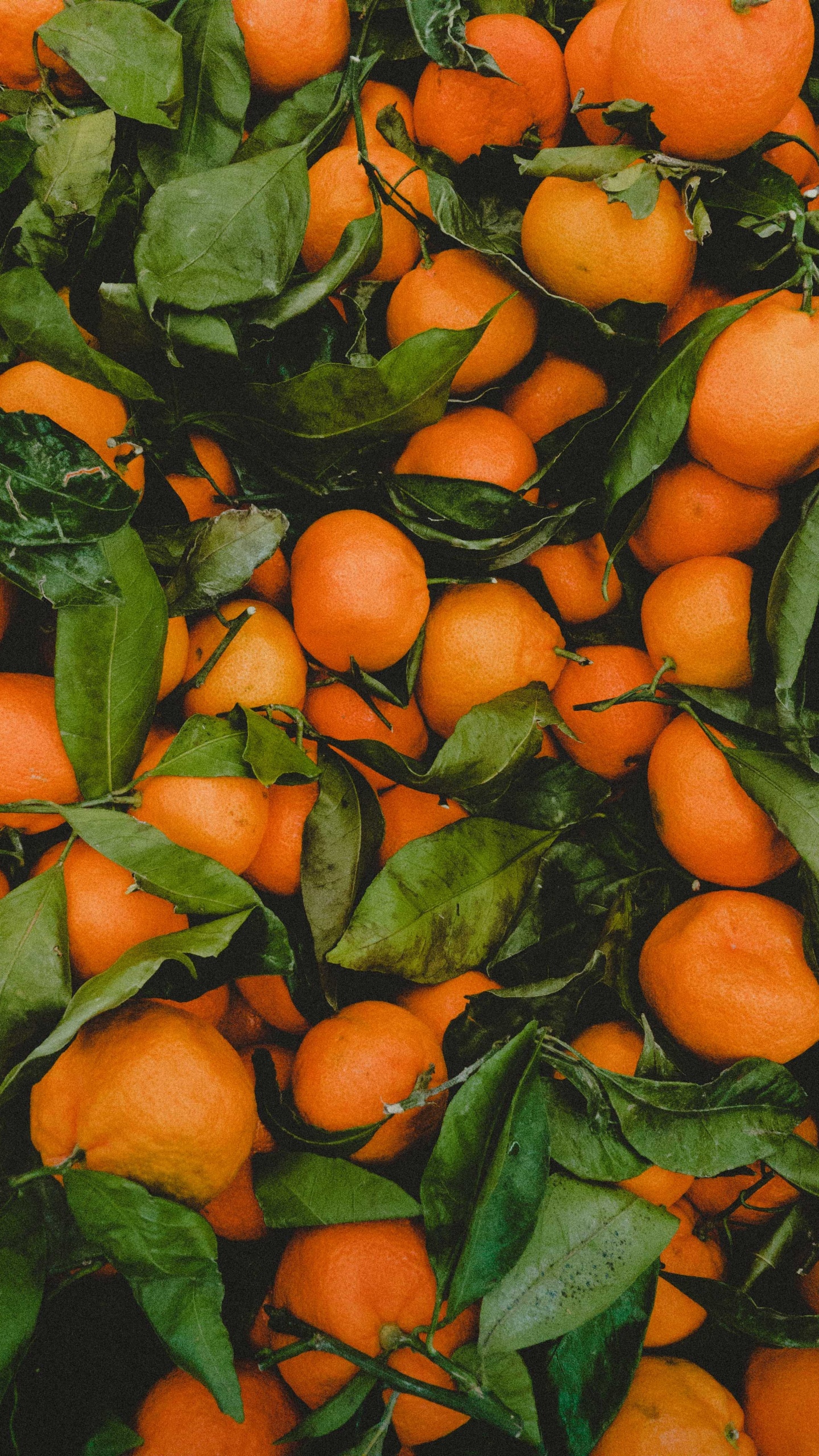 Fruits Orange Sur Feuilles Vertes. Wallpaper in 1440x2560 Resolution