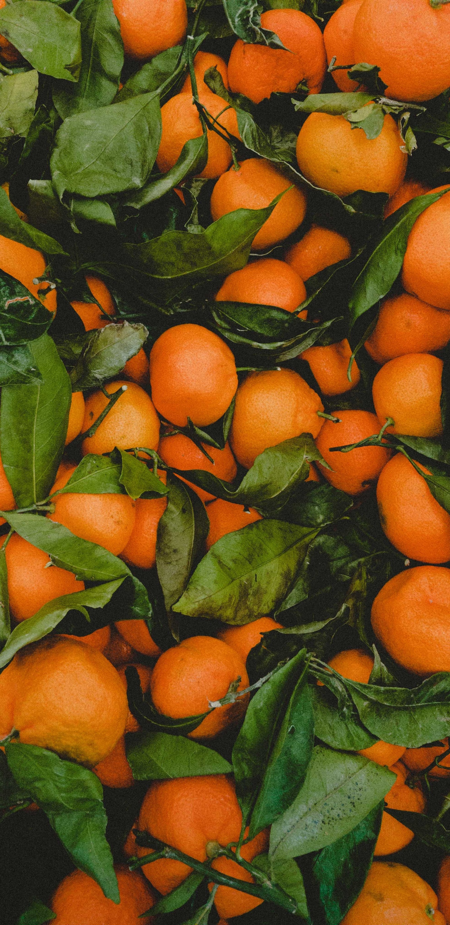 Orangefarbene Früchte Auf Grünen Blättern. Wallpaper in 1440x2960 Resolution