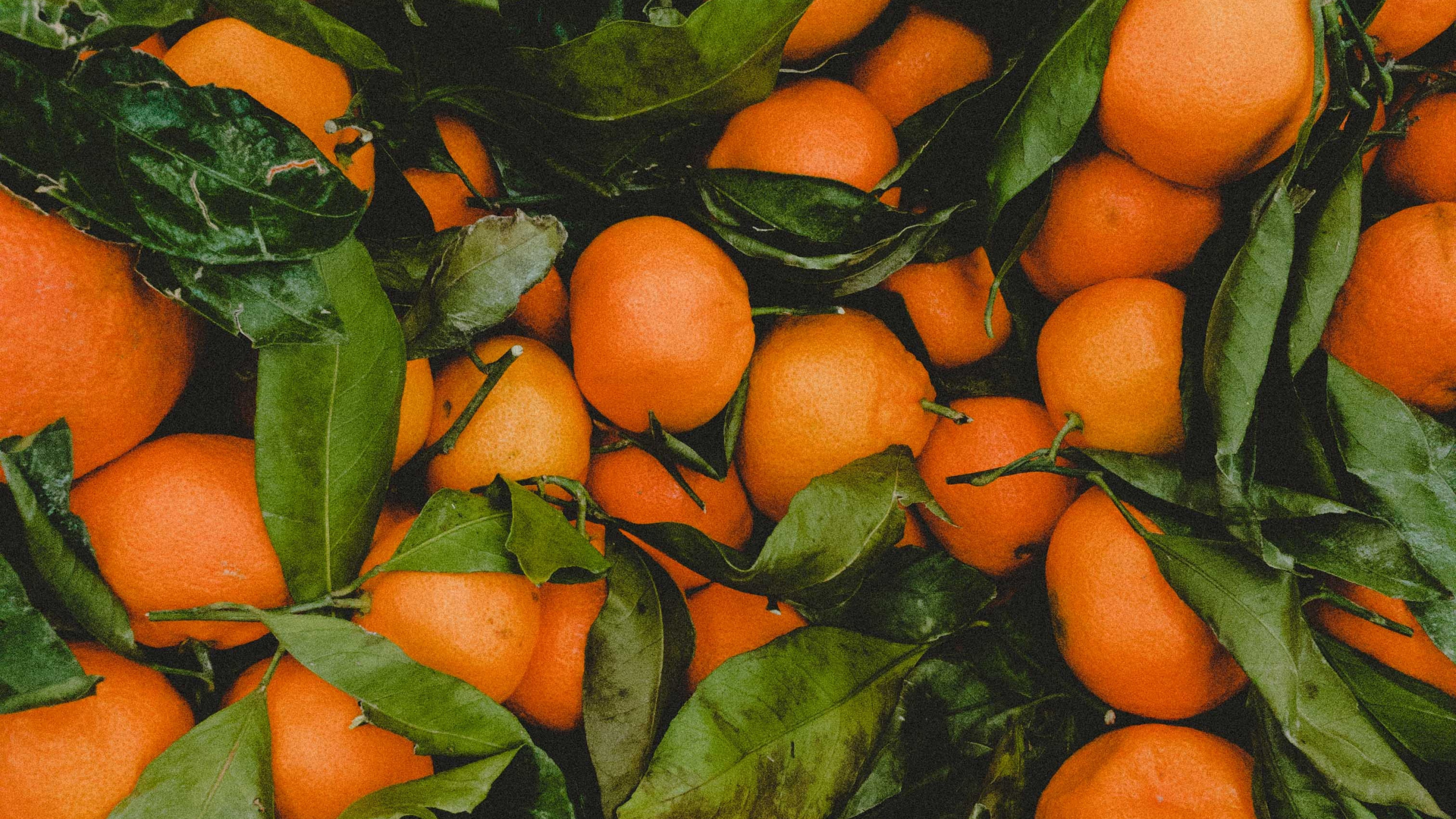 橙色, 食品, 显花植物, 朗布尔, Clementine 壁纸 2560x1440 允许