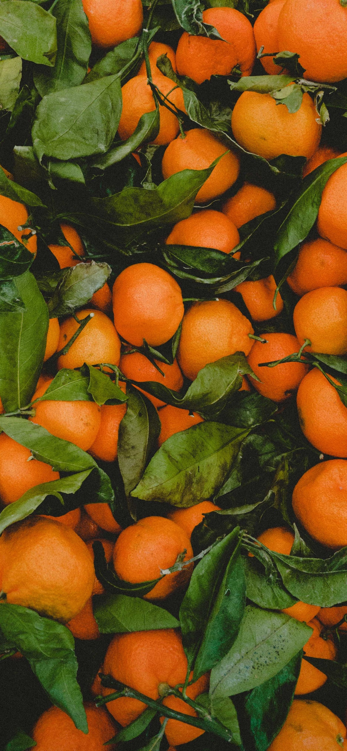 Orange Fruits on Green Leaves. Wallpaper in 1125x2436 Resolution