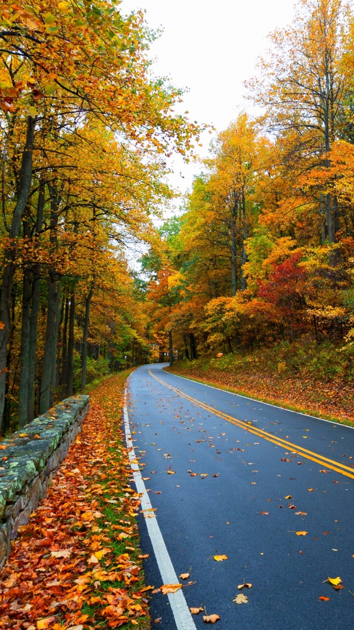 Herbst, Road, Blatt, Fahrbahn, Natur. Wallpaper in 720x1280 Resolution