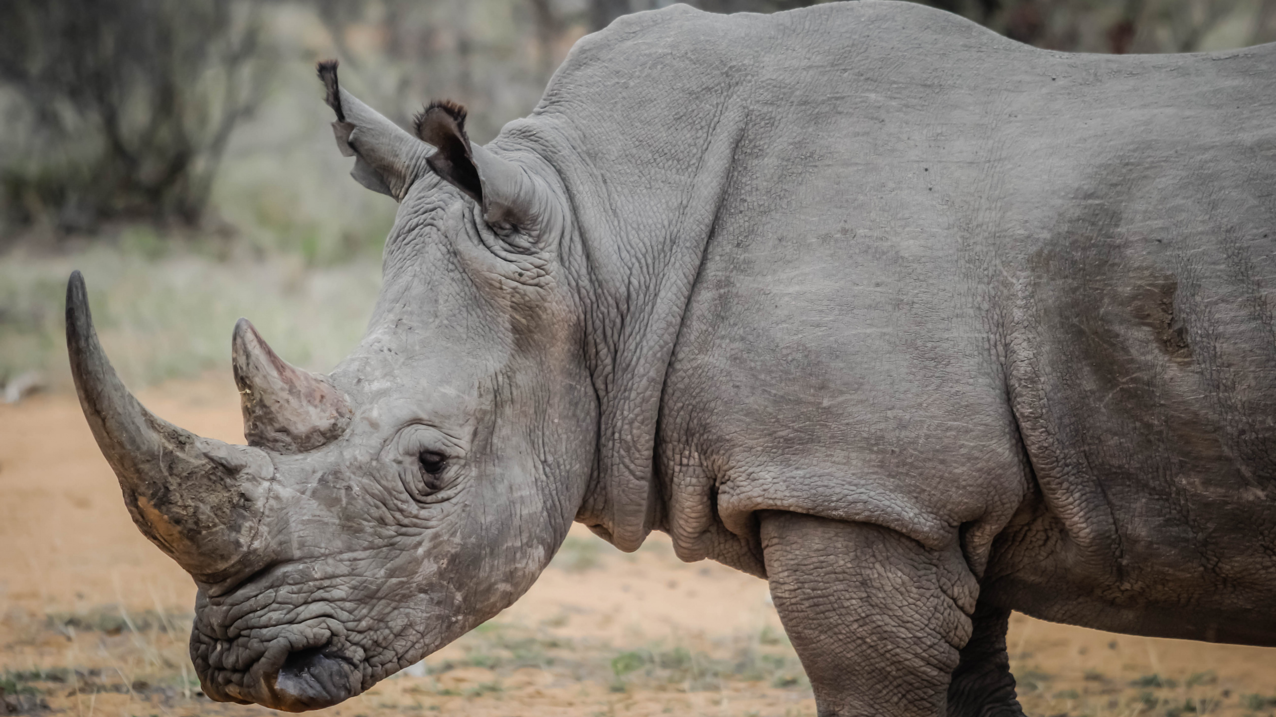 Grey Rhinoceros on Brown Ground During Daytime. Wallpaper in 2560x1440 Resolution