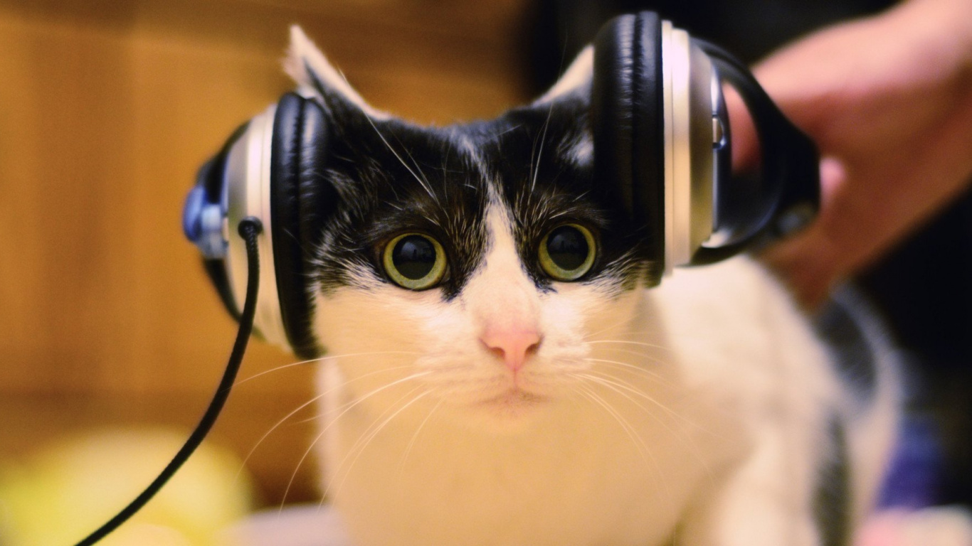 Gato, Gatito, Bigote, Gatos, Egeo Gato. Wallpaper in 1366x768 Resolution