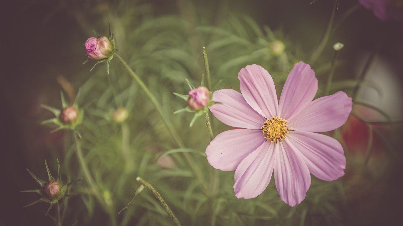 Fleur Rose Dans L'objectif à Basculement. Wallpaper in 1366x768 Resolution