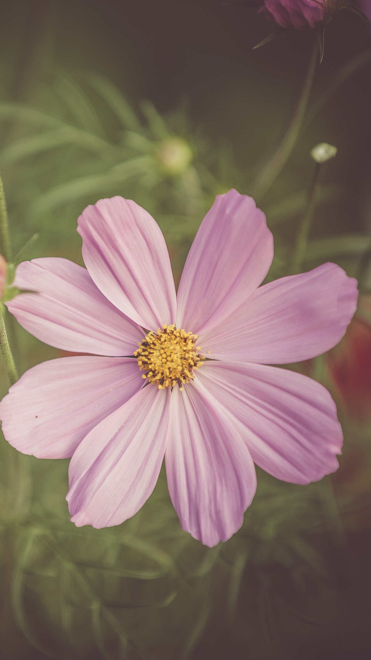 Fleur Rose Dans L'objectif à Basculement. Wallpaper in 1440x2560 Resolution