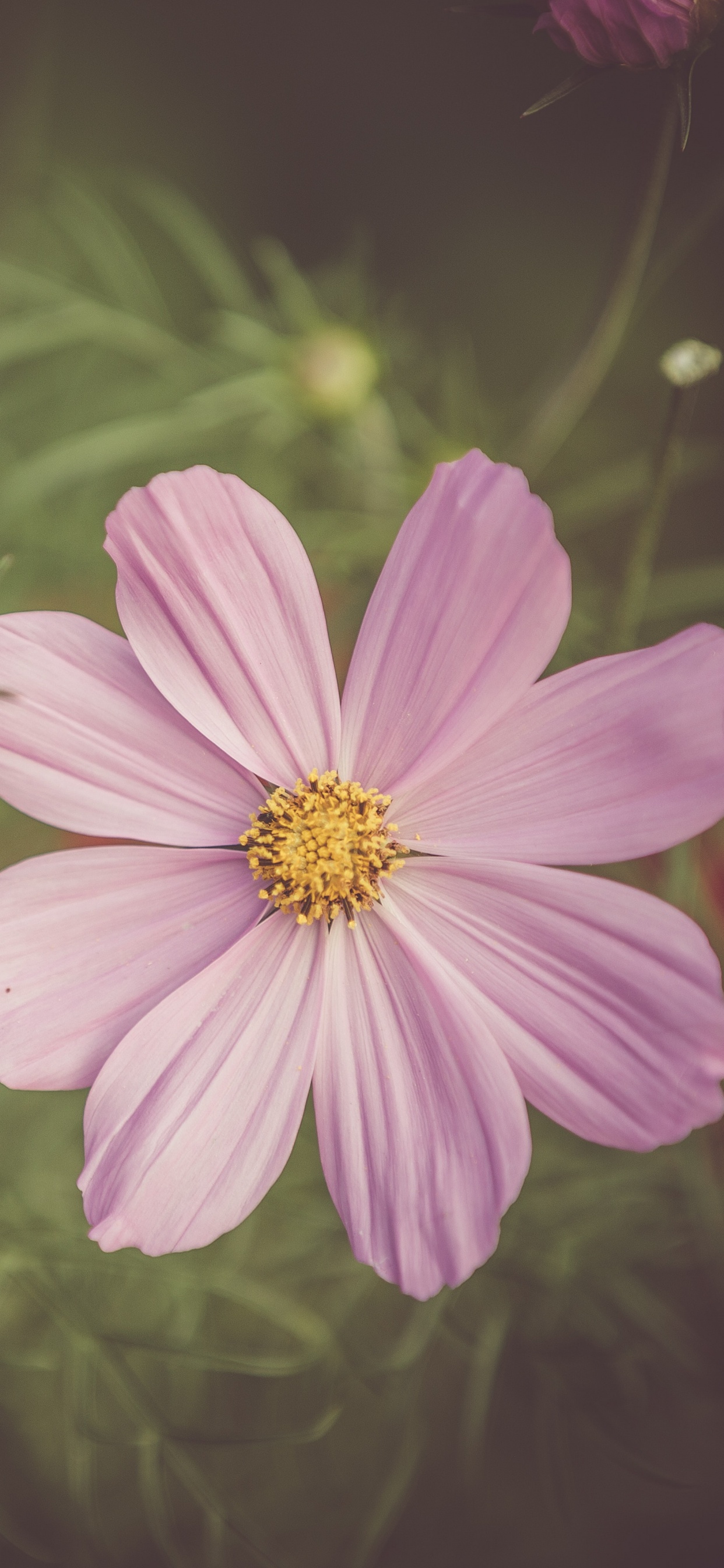 Pink Flower in Tilt Shift Lens. Wallpaper in 1242x2688 Resolution