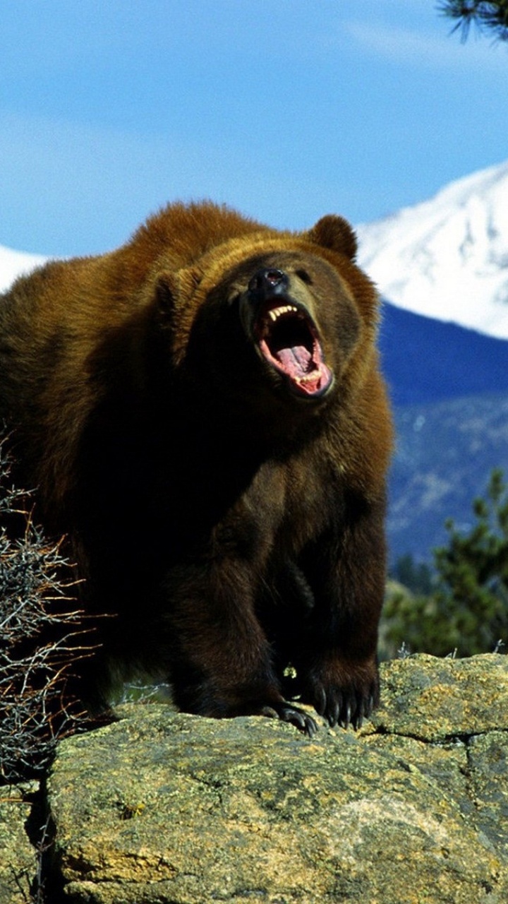 Ours Brun Sur un Rocher Gris Pendant la Journée. Wallpaper in 720x1280 Resolution