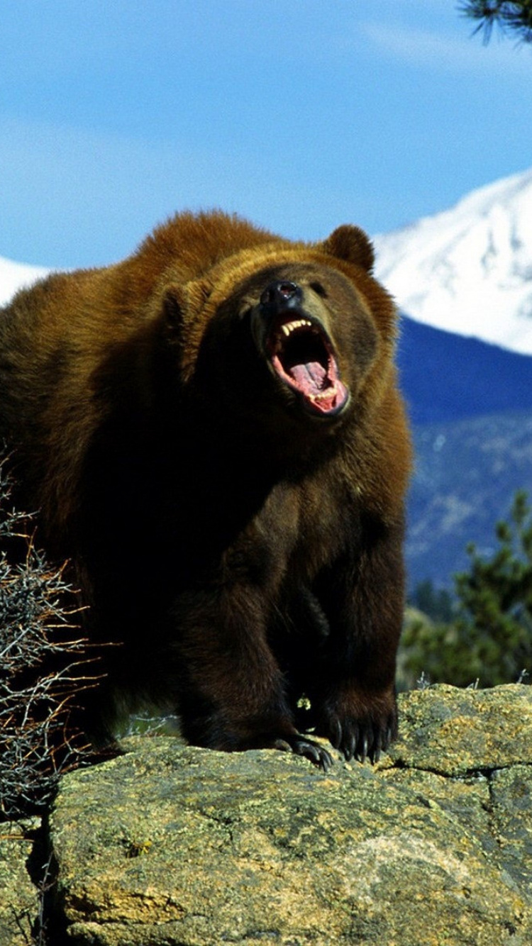 灰熊, 熊, 棕熊, 陆地动物, 野生动物 壁纸 750x1334 允许