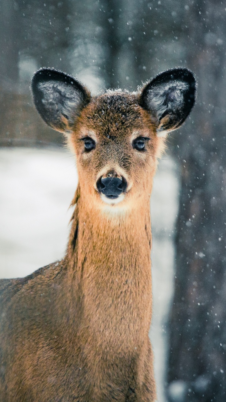 Kitz, Moschustier, Tierwelt, White-tailed Deer, Terrestrische Tier. Wallpaper in 720x1280 Resolution