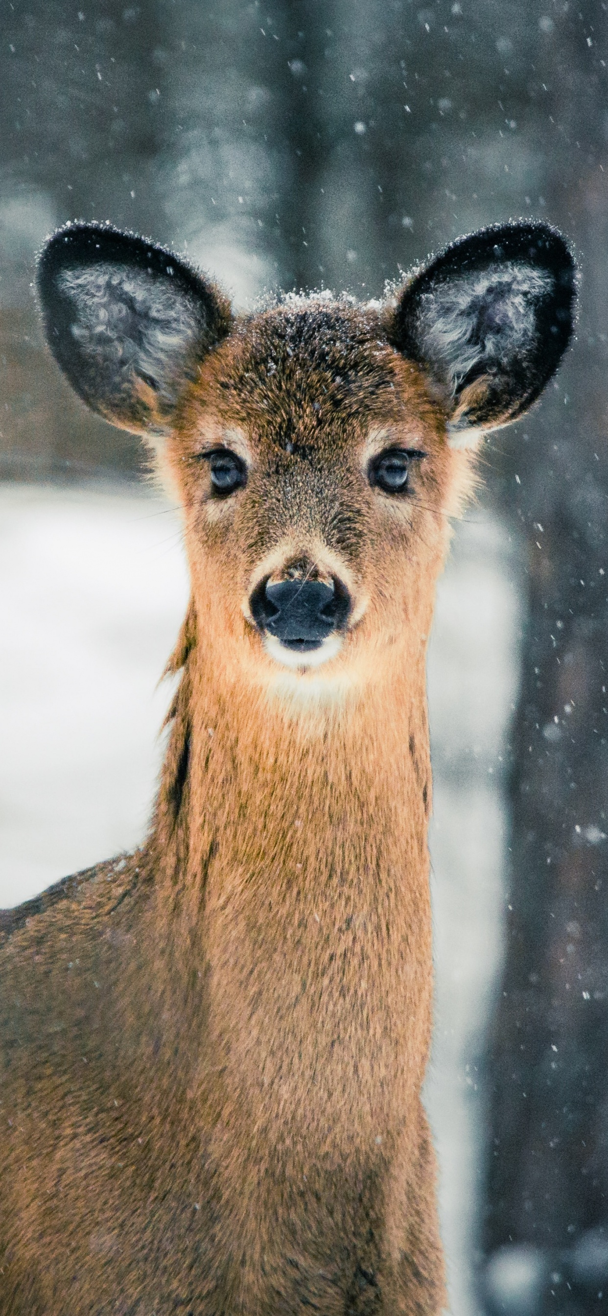Fawn, Musk Deer, Wildlife, White Tailed Deer, Terrestrial Animal. Wallpaper in 1242x2688 Resolution