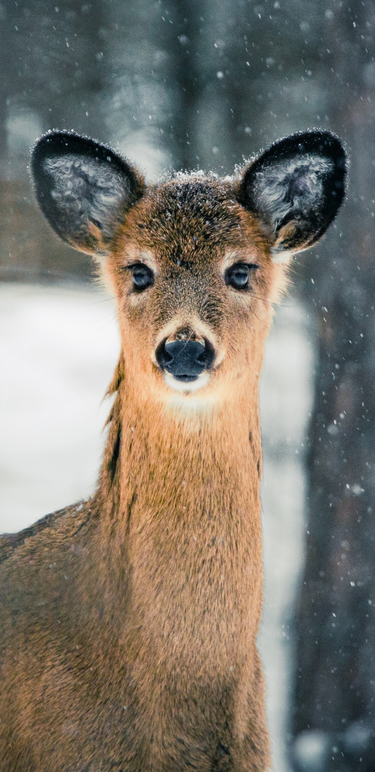 Fawn, el Ciervo Almizclero, Fauna, Venado Cola Blanca, Los Animales Terrestres. Wallpaper in 1440x2960 Resolution