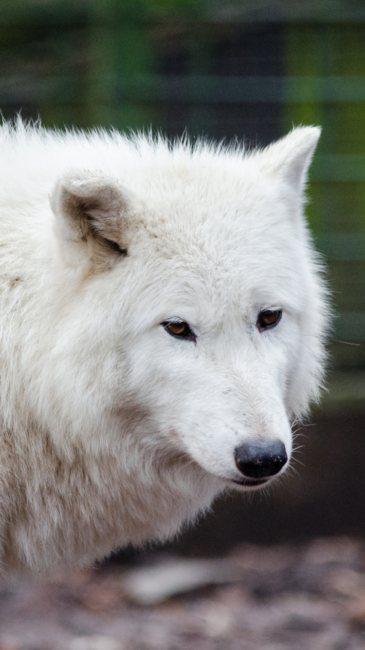 Weißer Wolf Auf Fokusfotografie. Wallpaper in 750x1334 Resolution