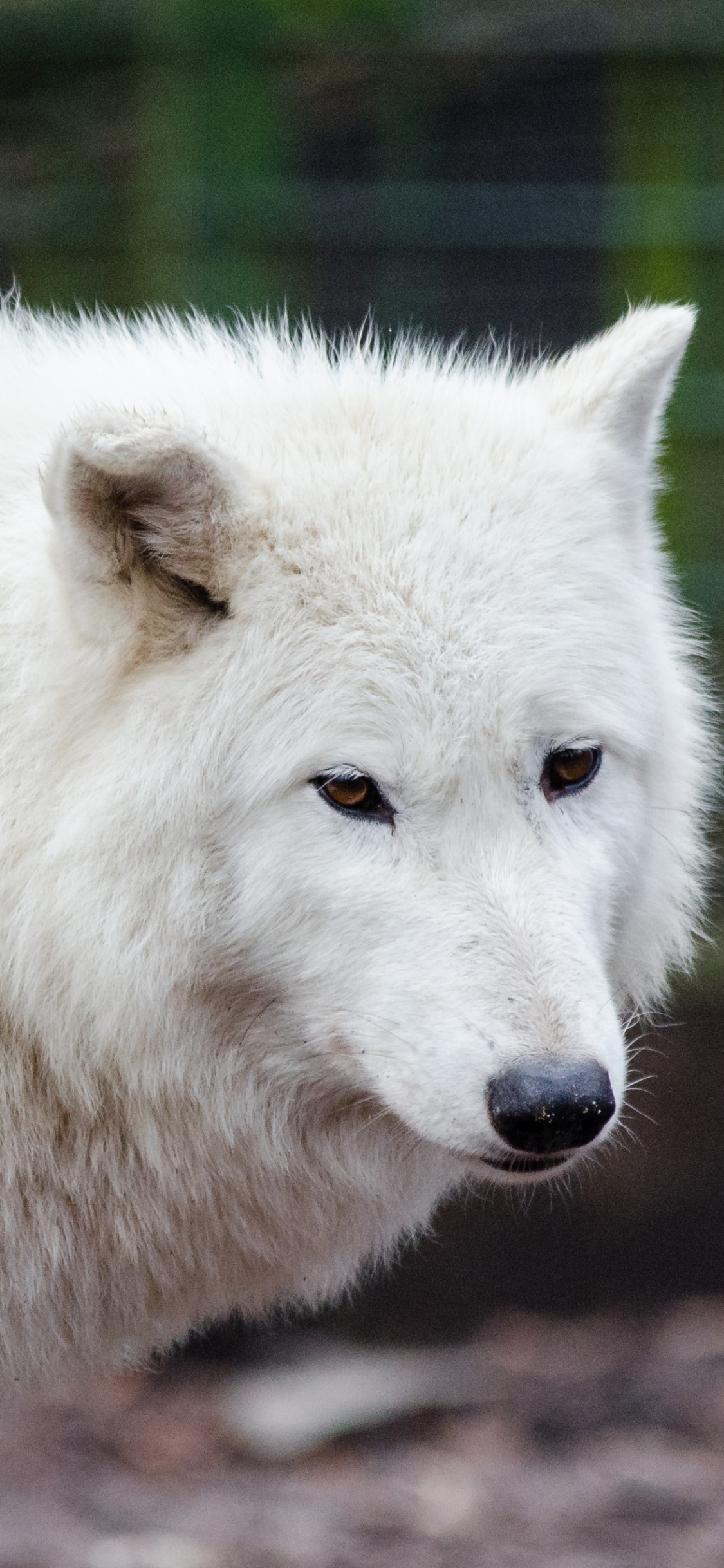 White Wolf on Focus Photography. Wallpaper in 1125x2436 Resolution