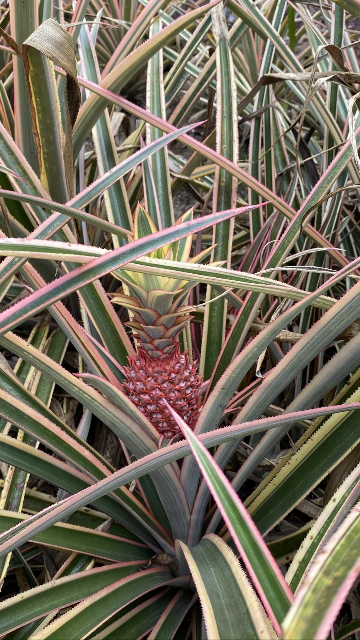 Flora, Pflanzen-Stammzellen, Blatt, Pflanzen-Gemeinschaft, Sah Palmetto. Wallpaper in 720x1280 Resolution