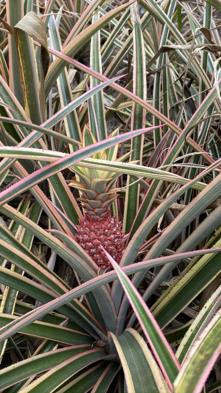 Flora, Pflanzen-Stammzellen, Blatt, Pflanzen-Gemeinschaft, Sah Palmetto. Wallpaper in 750x1334 Resolution