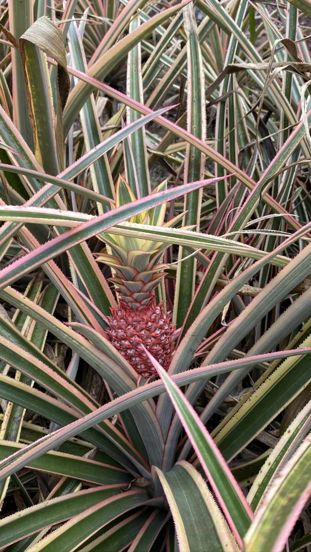 Flora, Plant Stem, Leaf, Plant Community, Saw Palmetto. Wallpaper in 1080x1920 Resolution