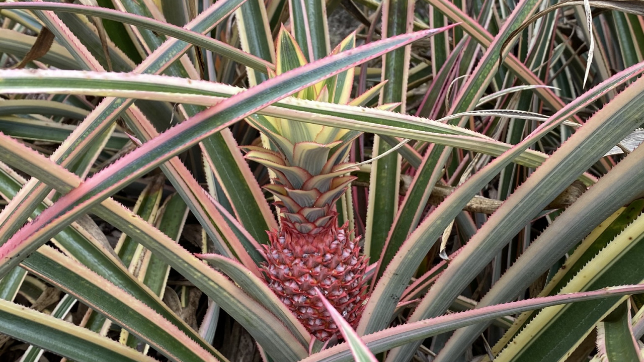 Flora, Plant Stem, Leaf, Plant Community, Saw Palmetto. Wallpaper in 1280x720 Resolution