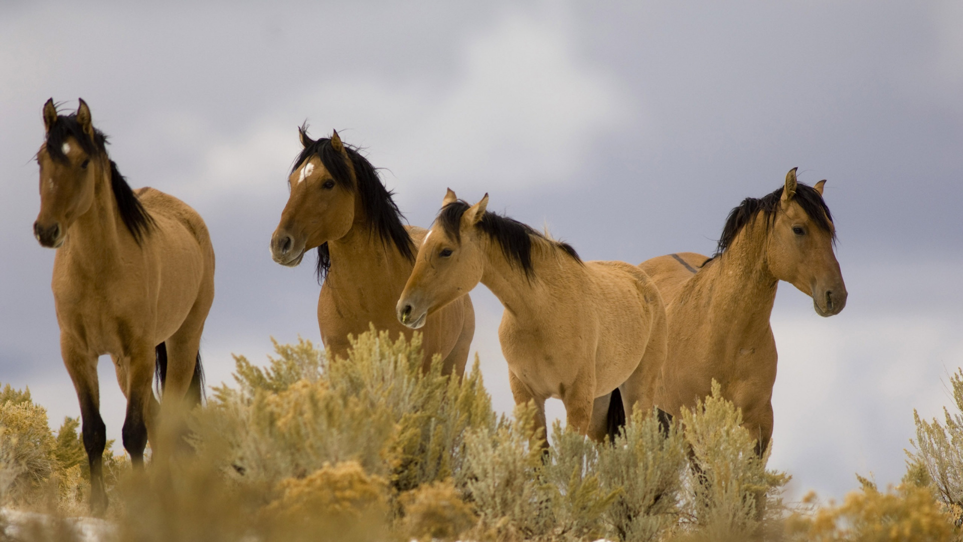 Trois Chevaux Bruns Sur Champ Blanc Pendant la Journée. Wallpaper in 1920x1080 Resolution