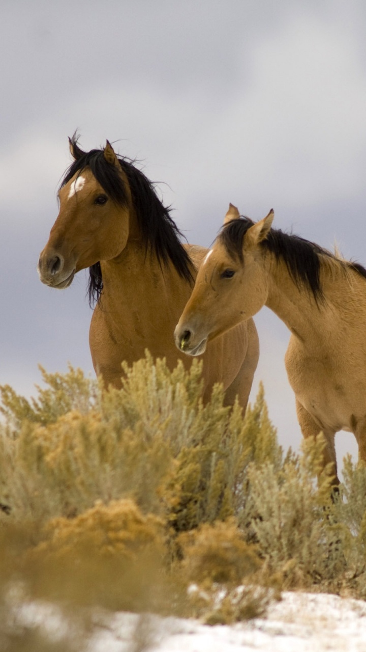 Three Brown Horses on White Field During Daytime. Wallpaper in 720x1280 Resolution