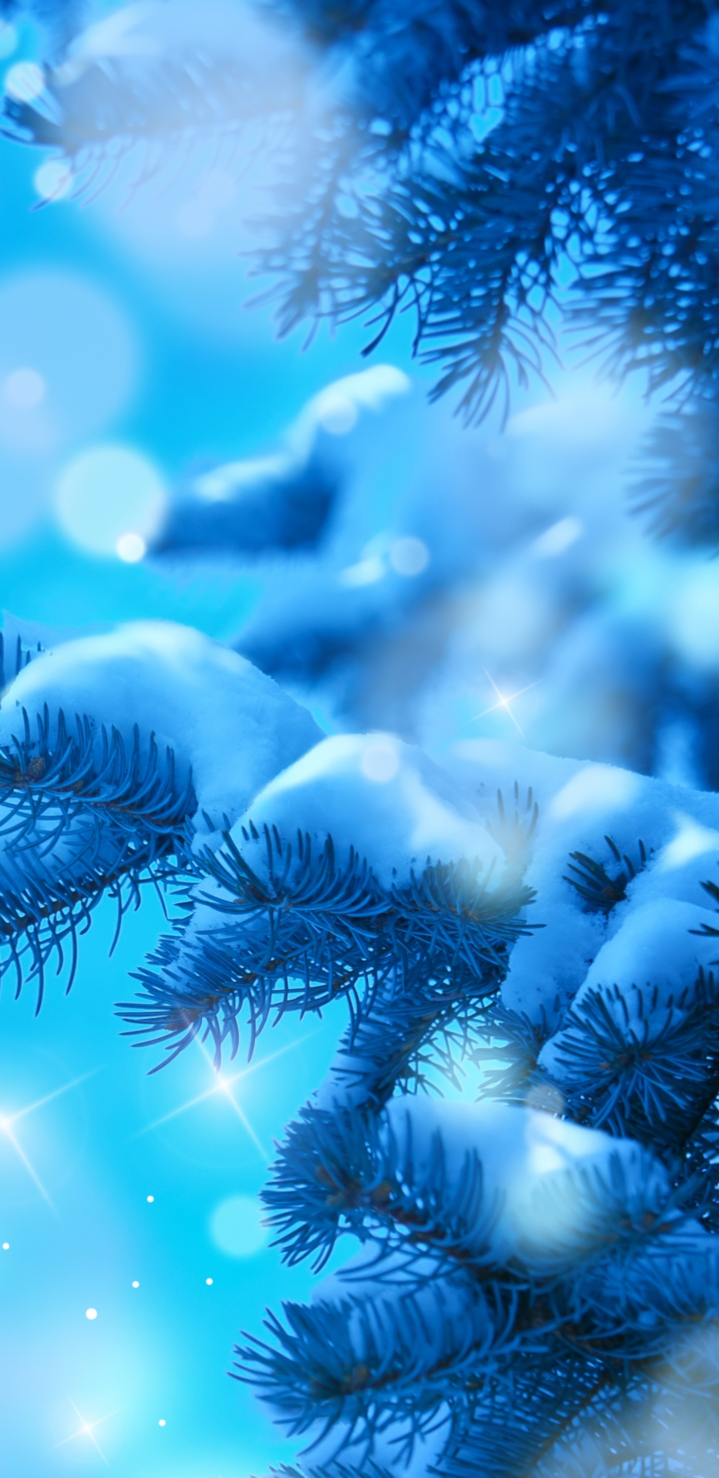 Blue, Sapin, Famille Des Pins, Biologie Marine, Fermer. Wallpaper in 1440x2960 Resolution