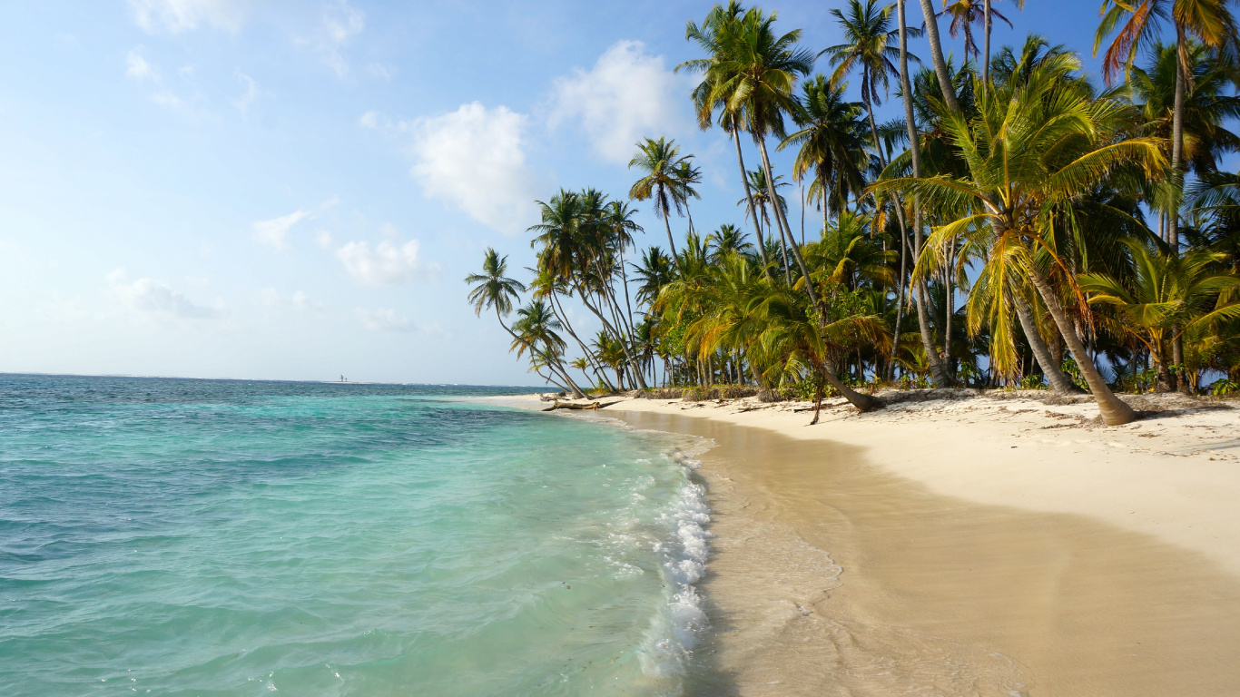 Green Palm Trees on Beach During Daytime. Wallpaper in 1366x768 Resolution