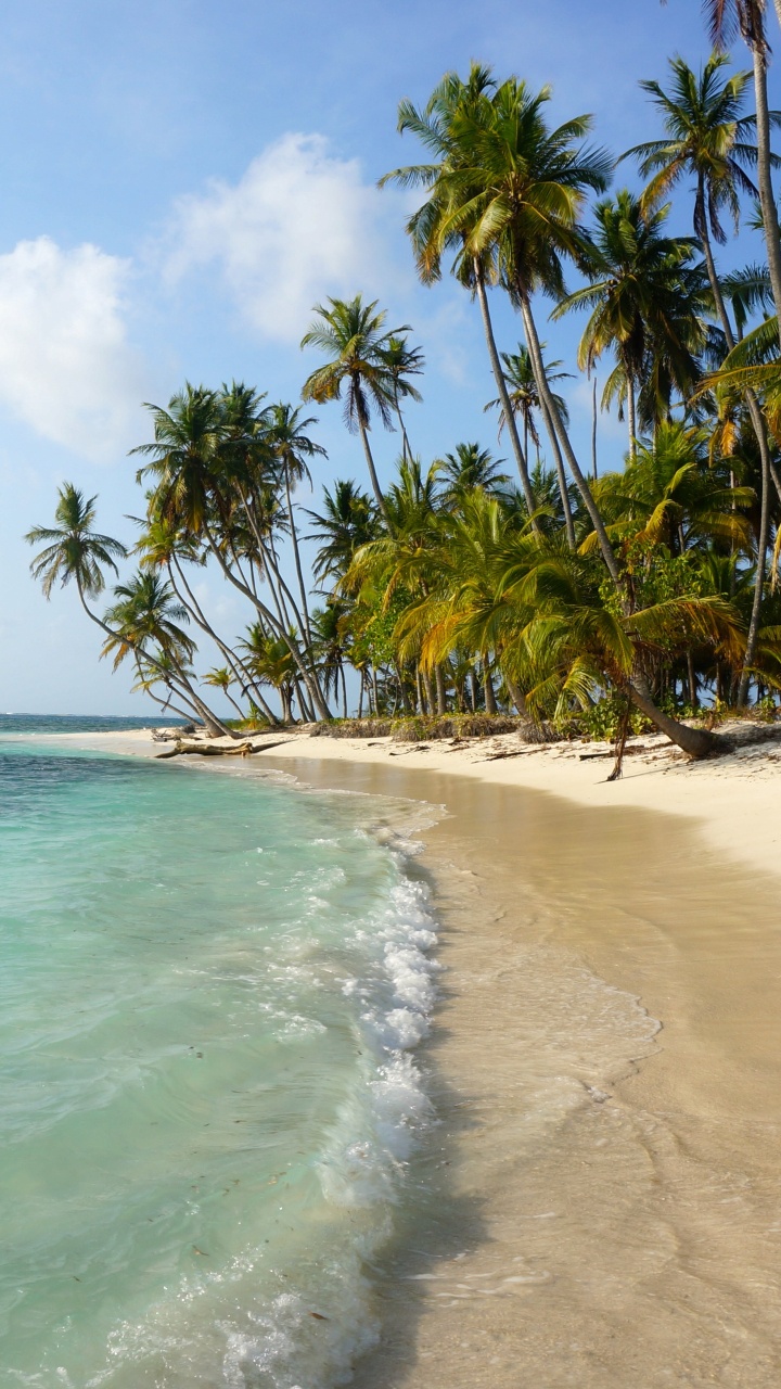Green Palm Trees on Beach During Daytime. Wallpaper in 720x1280 Resolution