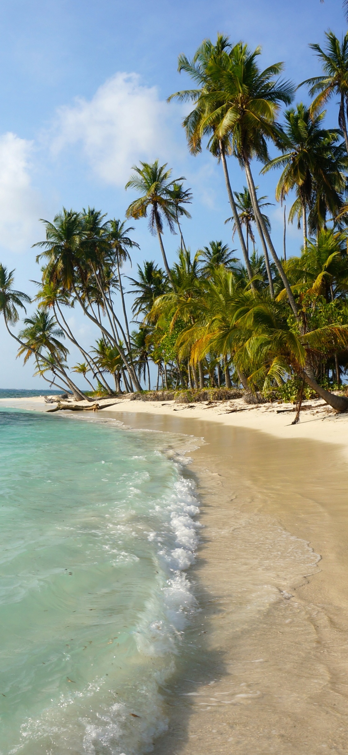 Palmeras Verdes en la Playa Durante el Día. Wallpaper in 1125x2436 Resolution