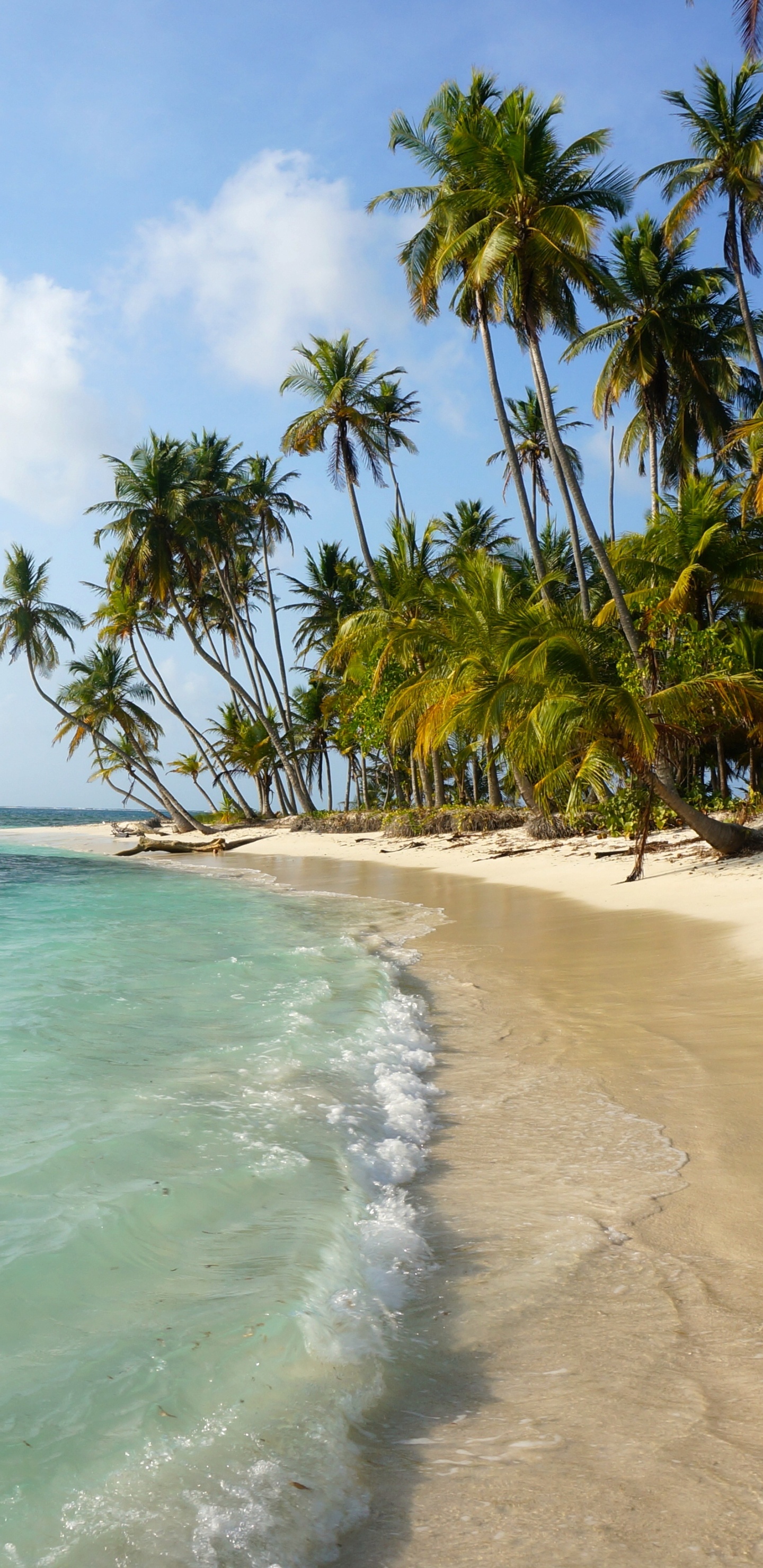 Palmiers Verts Sur la Plage Pendant la Journée. Wallpaper in 1440x2960 Resolution