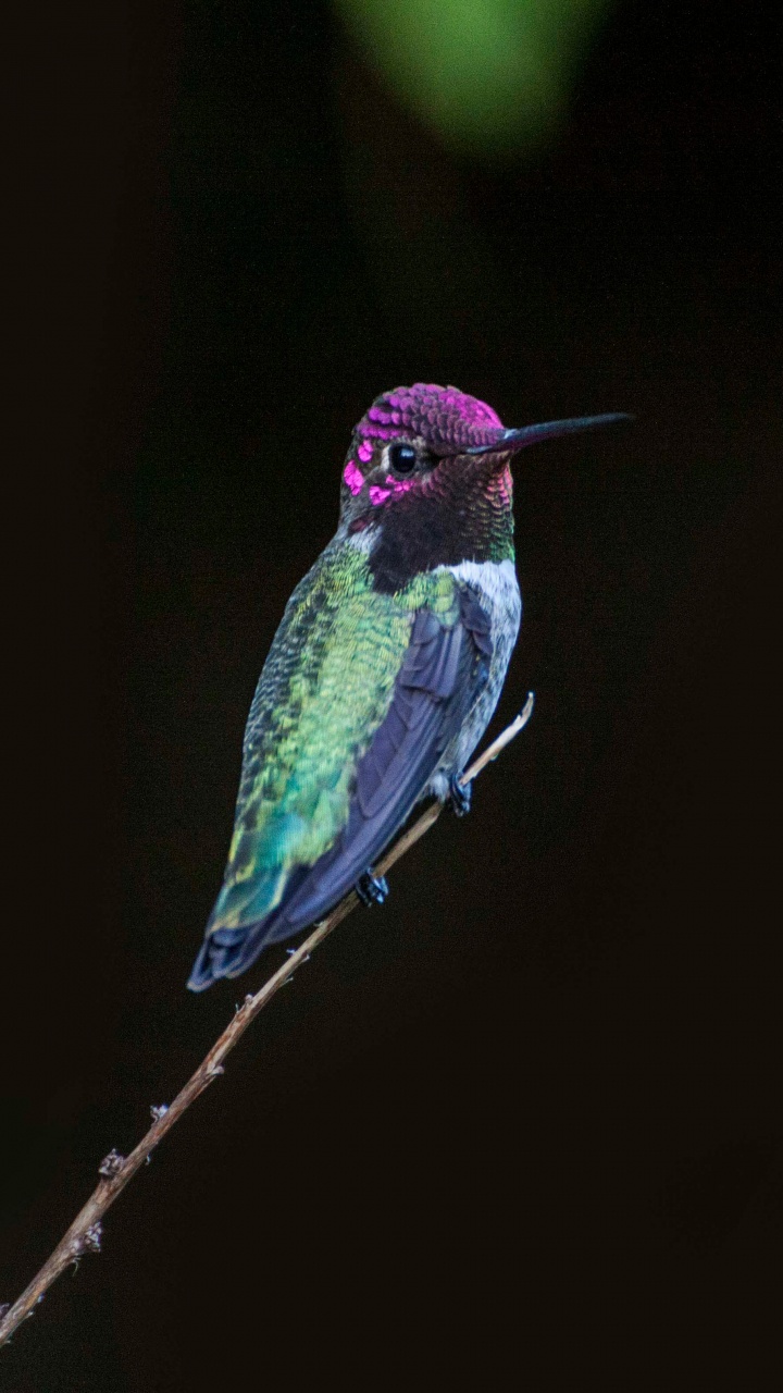 Grüner Und Blauer Vogel Auf Braunem Ast. Wallpaper in 720x1280 Resolution