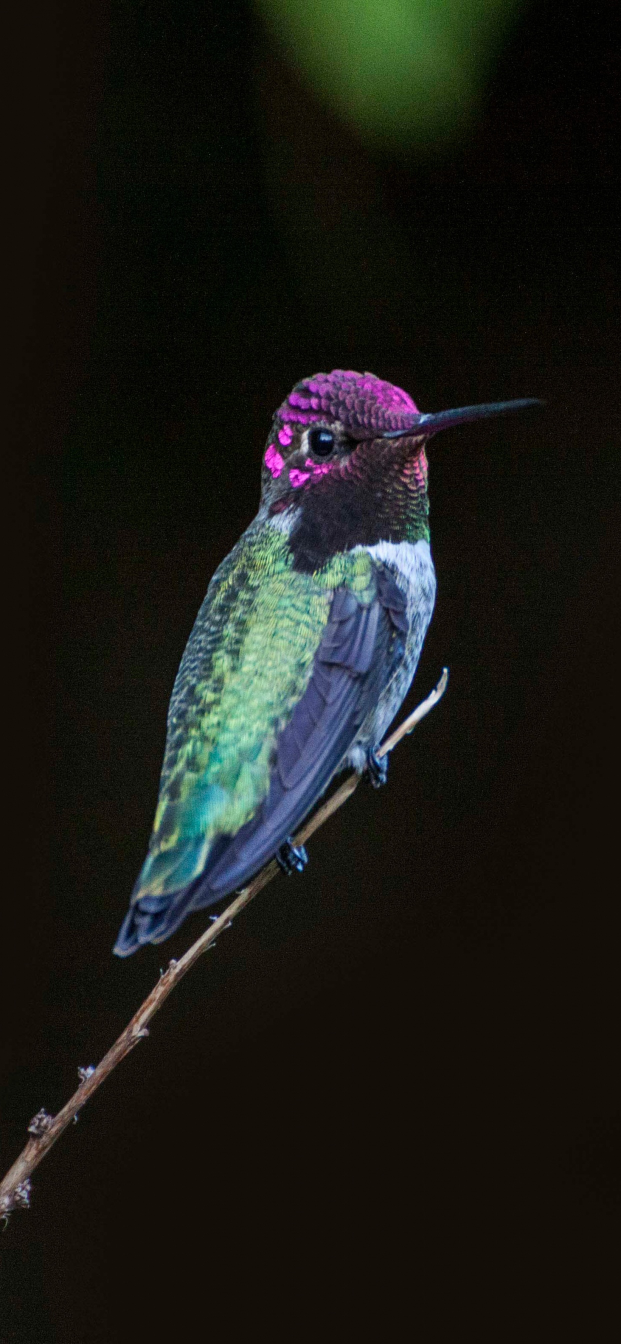 鸟, 野生动物, Coraciiformes, 翼, 树枝 壁纸 1242x2688 允许